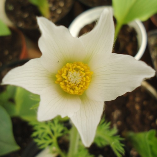 Pulsatilla vulgaris 'Bells White' - Harilik karukell 'Bells White'